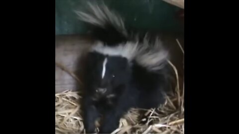 Baby Skunk Funny Compilation