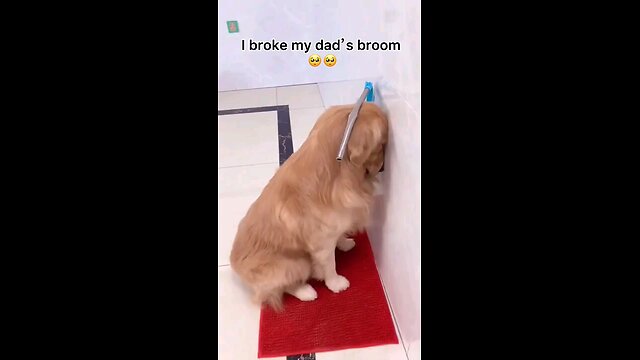FUNNY ANIMALS VIDEOS