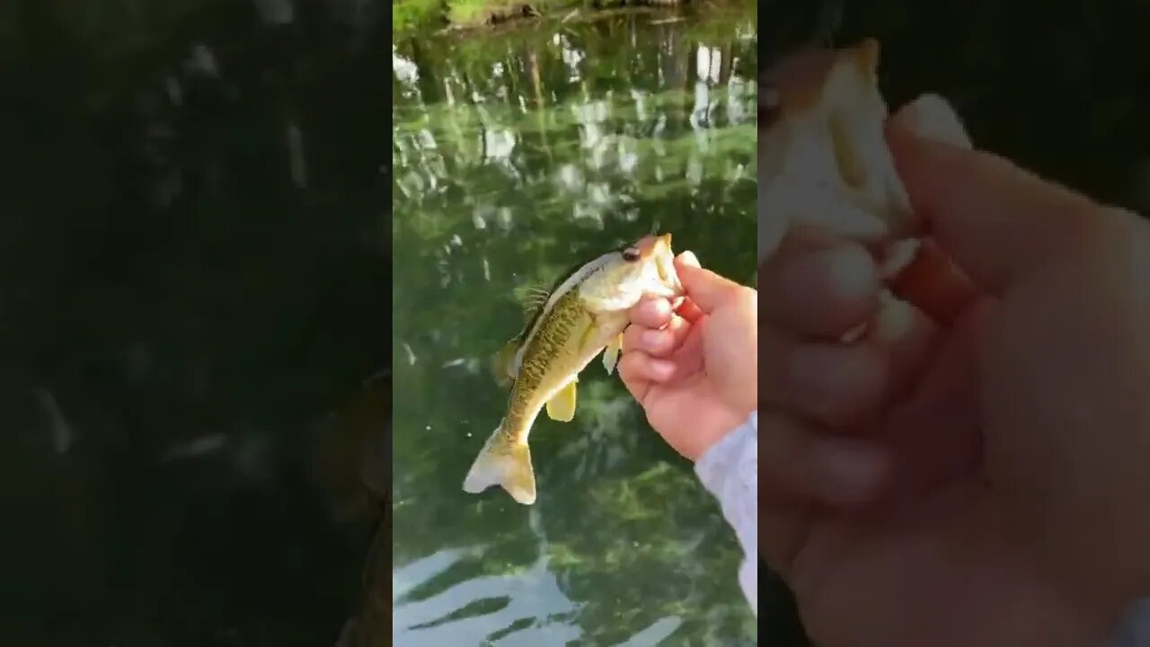 HEALTHY bass! On the wacky rig!