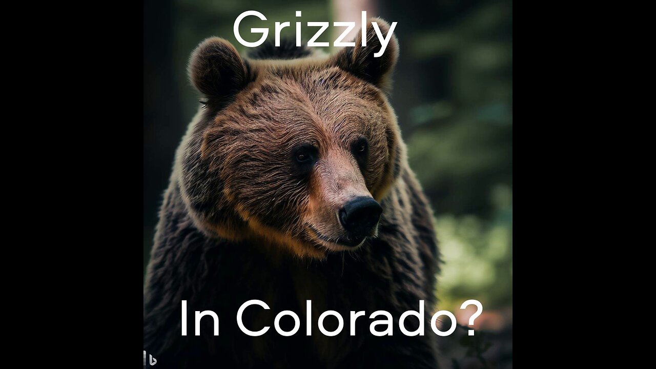 Grizzly Bear in Colorado
