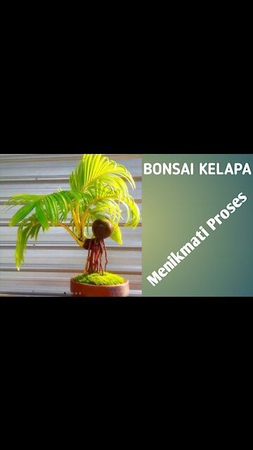 coconut bonsai