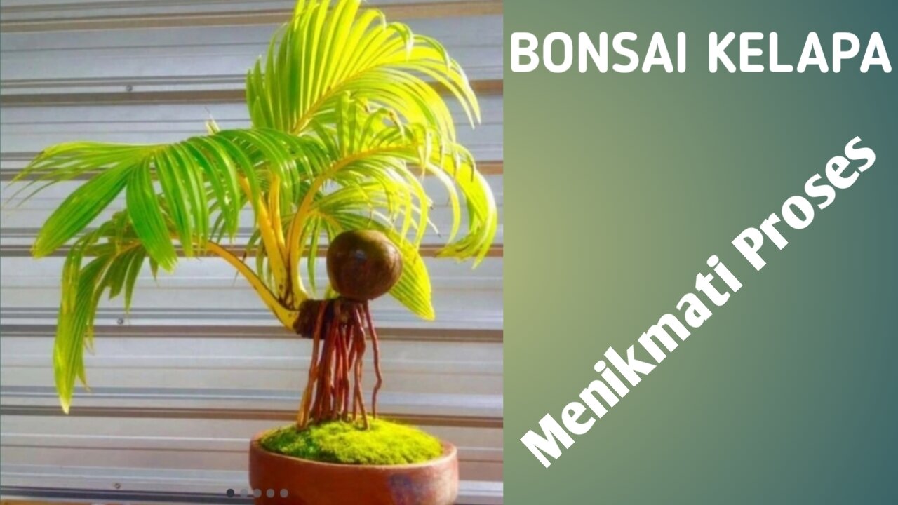 coconut bonsai