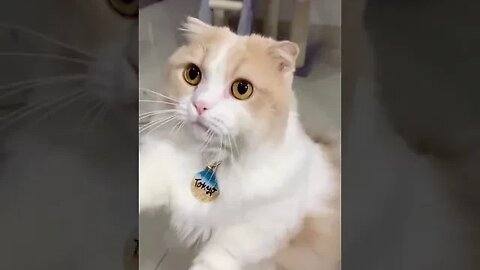 CAT VIDEO