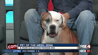 Fox 4 Pet of the Week: Zena