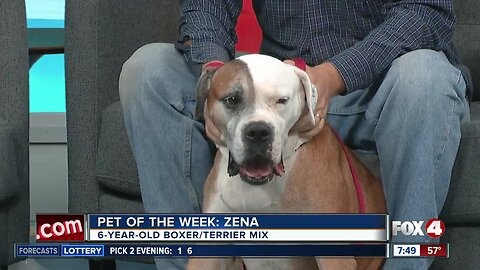 Fox 4 Pet of the Week: Zena