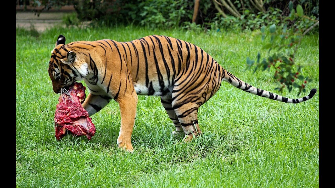 Frank, Funny Frank Tiger and dog !!