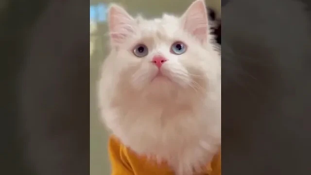 Adorable Cute White CAT 😻😻😻 #catsanddogs #petcare #youtubeshorts