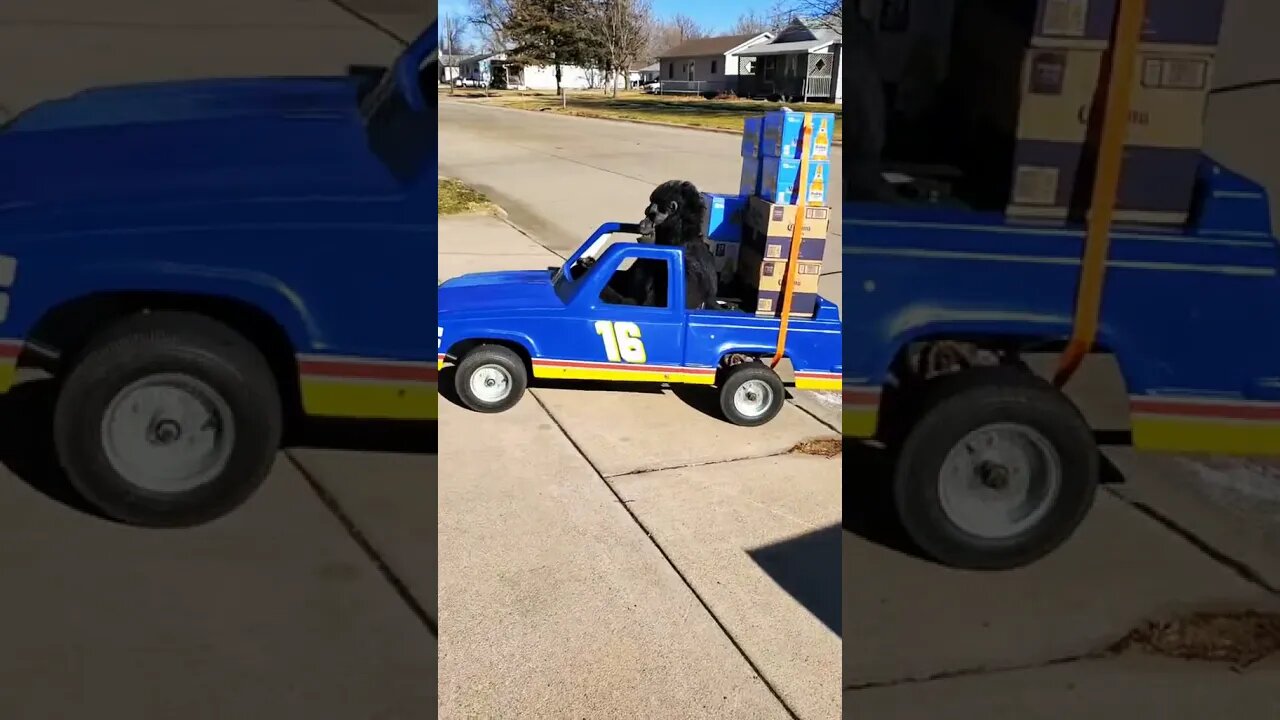 funny cars video dog drive #shorts #cars #supercatok #cartokvideo #cleancar #cartok