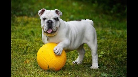 Learn to train a bulldog puppy in here trained your dog