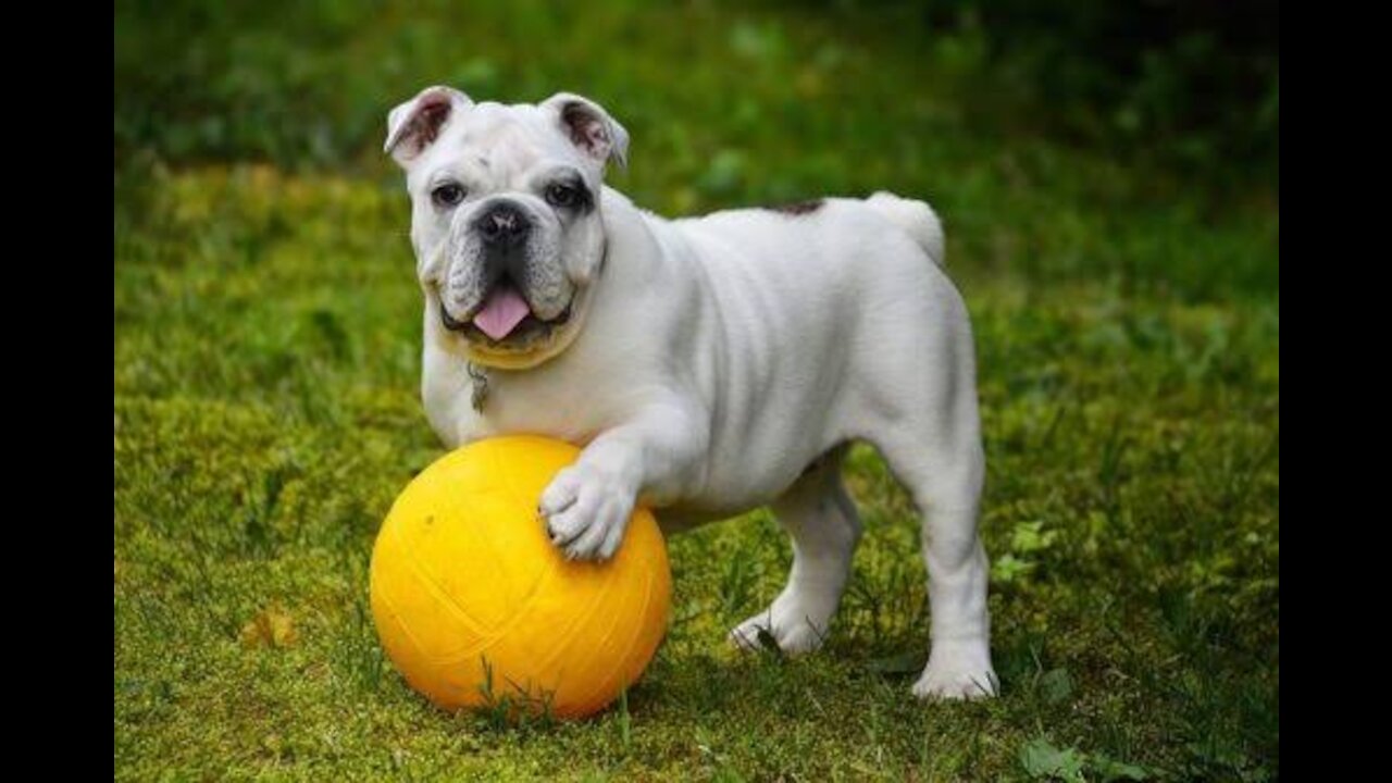 Learn to train a bulldog puppy in here trained your dog