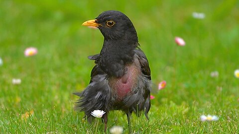 I am a bit Concerned about Molty the Blackbird