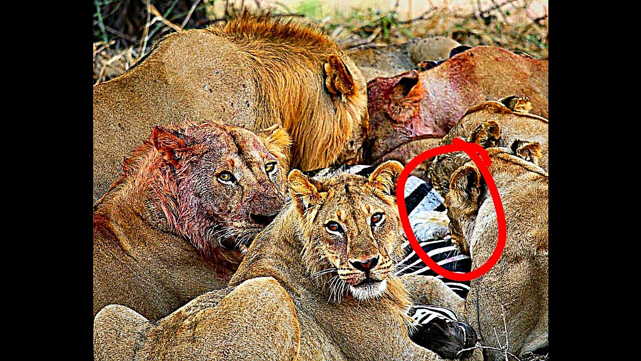 This is Why Lions are the King Of The Jungle