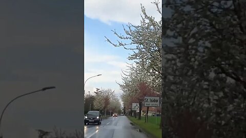 Flowers Tree