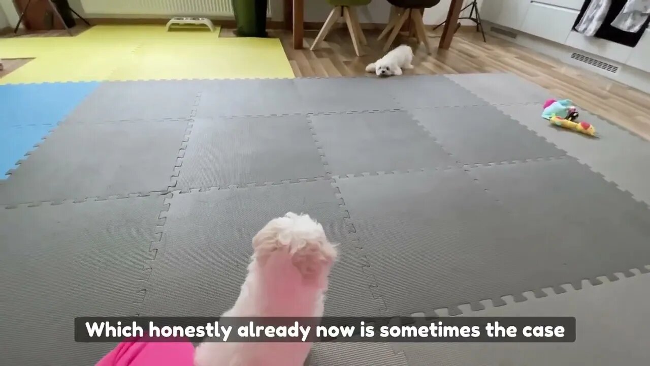 MY DOG'S CRAZY REACTION WHEN WE GOT A NEW PUPPY