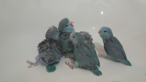 Blue baby parrotlets posing for mummy