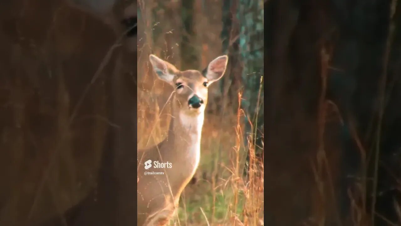 deer at Chickamauga Battlefield