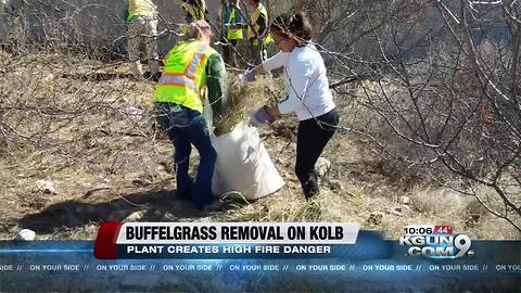 Volunteers remove buffelgrass as wildfire season approaches