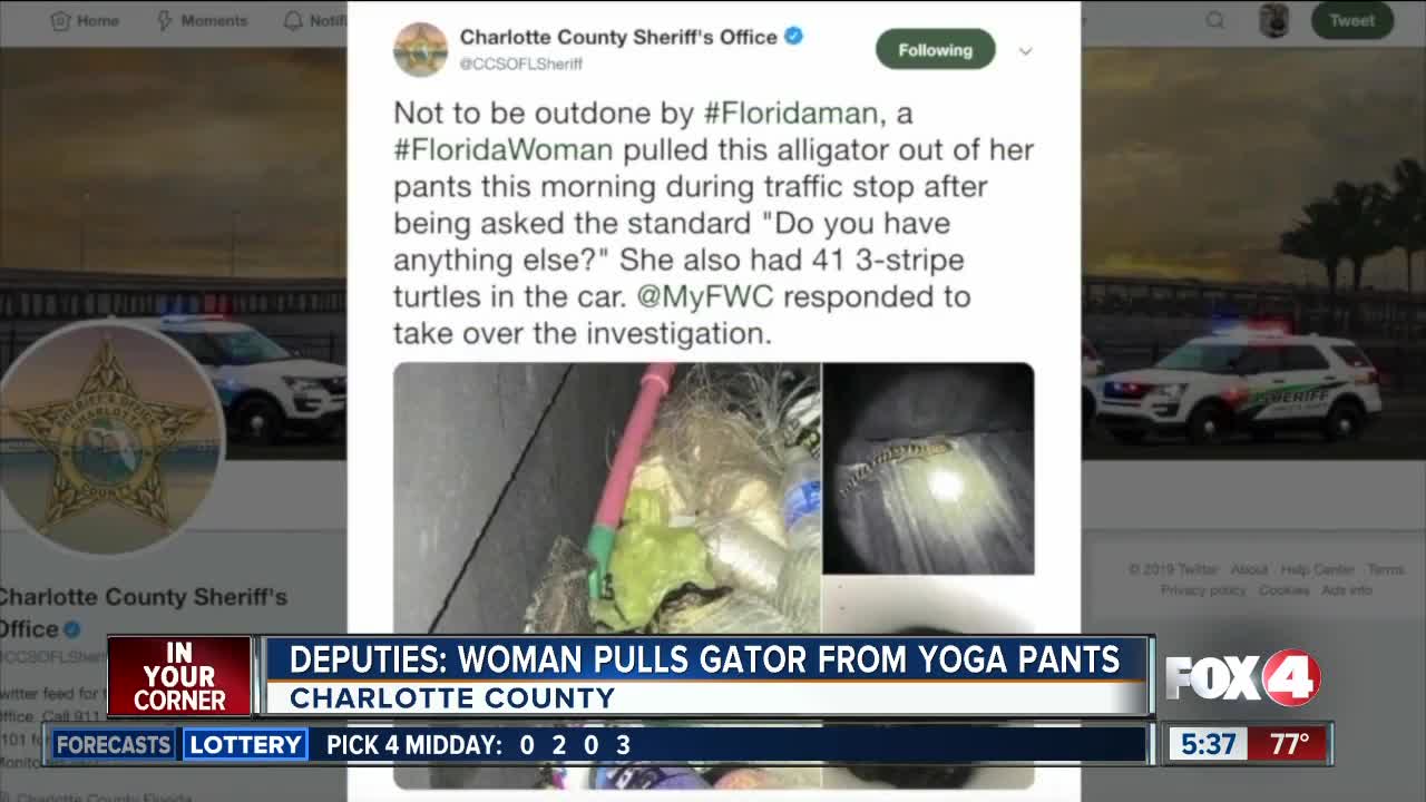 Charlotte County woman pulls gator out of her pants