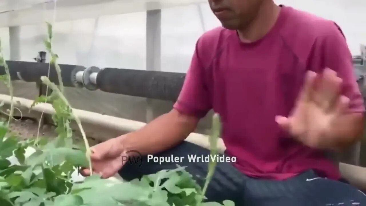 This is how China produces 100 million watermelons Watermelon production 7