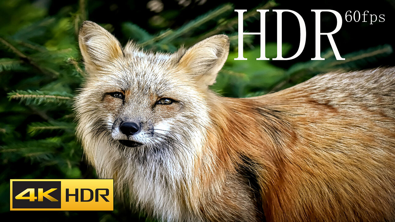 4K HDR 60FPS Dolby Vision - ENDANGERED ANIMALS 4K (60fps HDR10+) _ world beautiful Animals 4k video