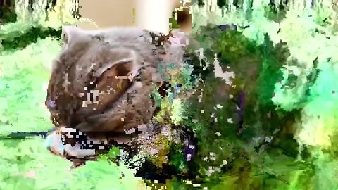 Gatos E Datamosh (60 fps)