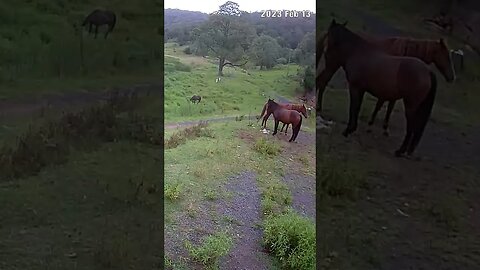 Farm Cam. Brumby watch