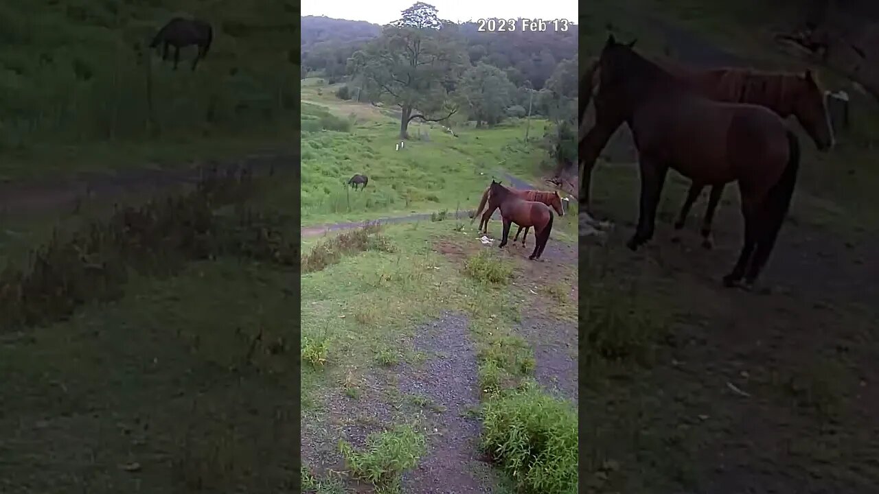 Farm Cam. Brumby watch