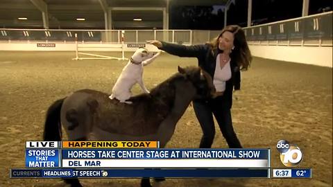 Dally and Spanky at Del Mar International Horse Show