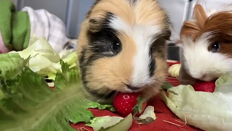 My Guinea pigs love strawberries 🍓