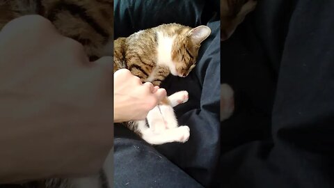 Nose Boops for Sleepy Cat