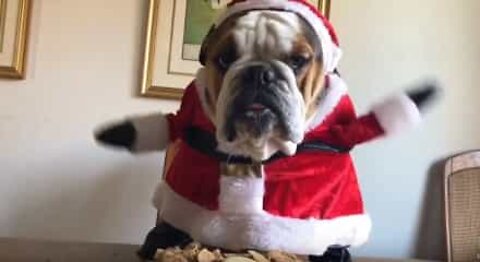 Conheça o 'Buldogue Noel' mais fofo do Natal