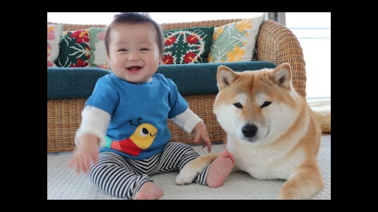 Cute Babies and Pets Compilation- Adorable babies