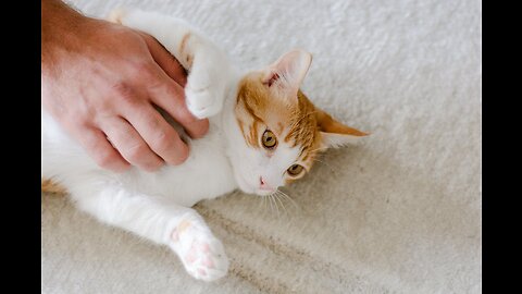 "Positively Adorable: Kitten's Playtime with Hand"