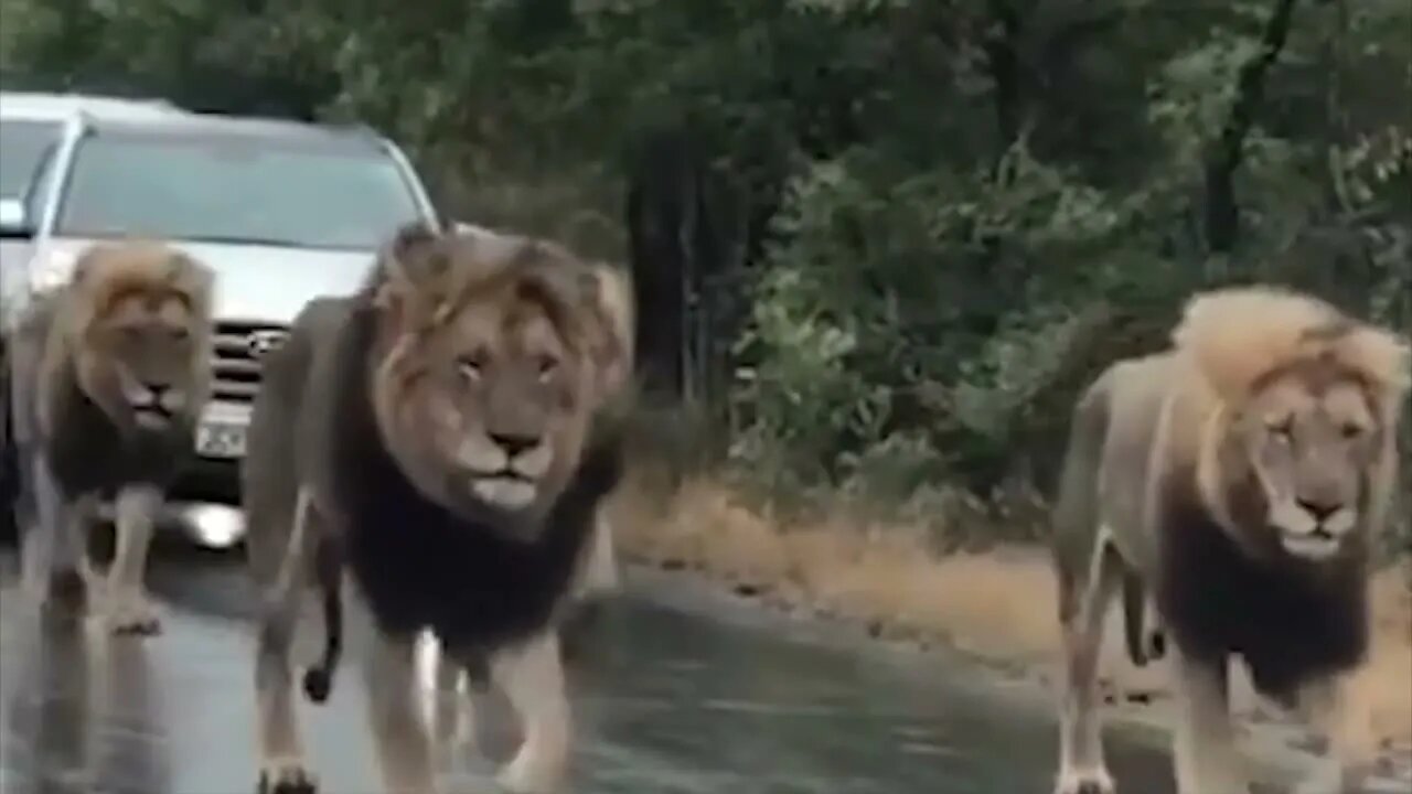 Lions - This Is Why You Are Always Late For Work