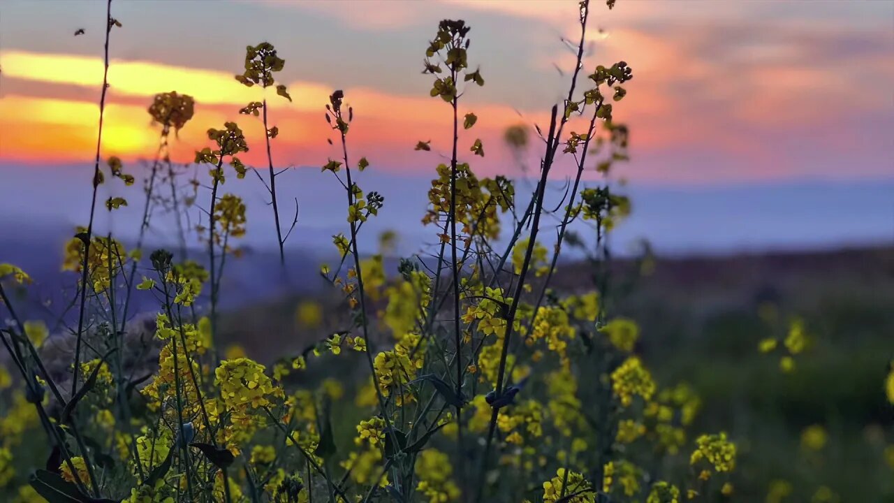 25 Minutes Meditation with Soft Piano Ambient Music, Spring Green Grasses, Rapeseed Blossom, Sunset.