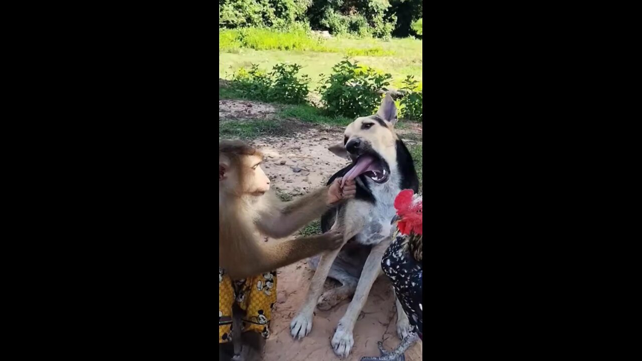 Monkey Mayhem: The Harassed Hound