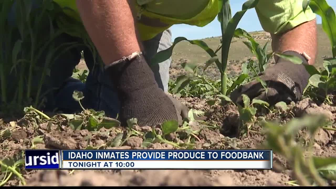 TEASE 1: Prison program provides produce to Idaho Foodbank