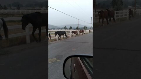 20210808 061754 The Wild Herd moving through Steamboat Valley