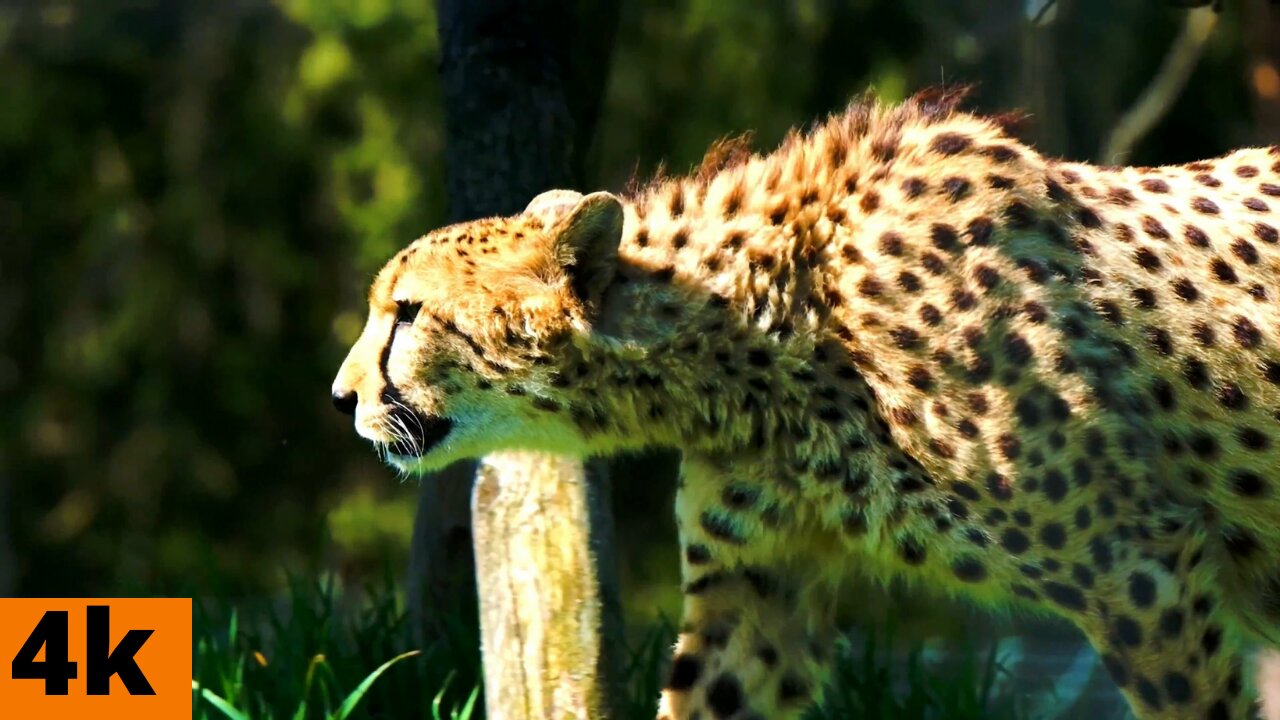 Leopard Documentary - Big Cats Wildlife HD