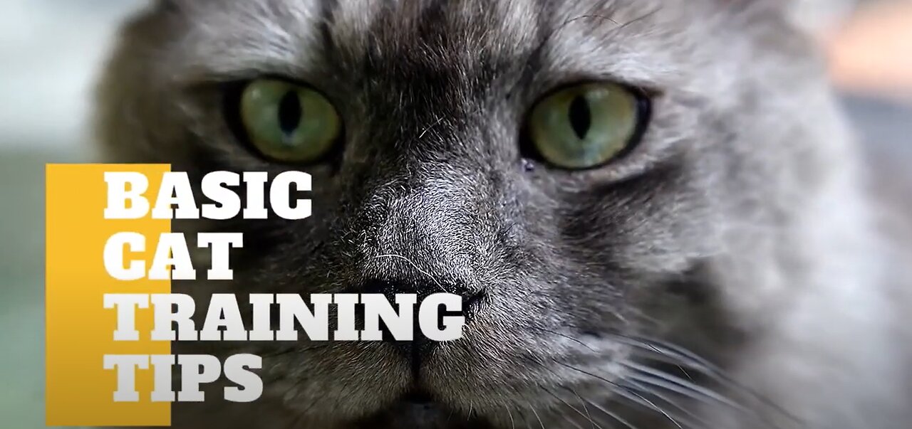 Basic Tips on How to Train Your New Cat