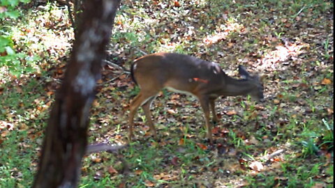 My First Buck Of The 2024 Deer Season. (KILL SHOT).