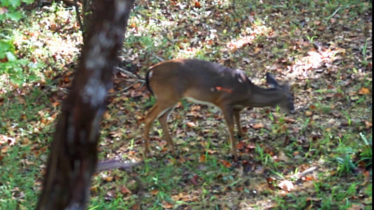 My First Buck Of The 2024 Deer Season. (KILL SHOT).