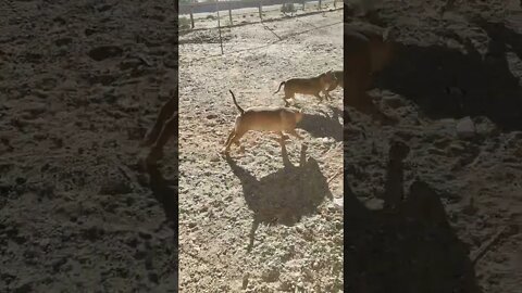 Pitbull Playtime