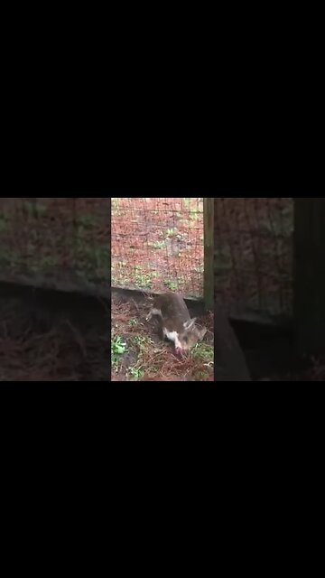 Point Blank Head-Shot on Wild Hog!