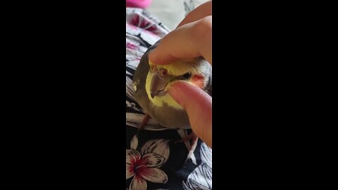 cute parrot cute bird funny birds