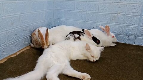 Animals New Fanny Cat and Dog Videos