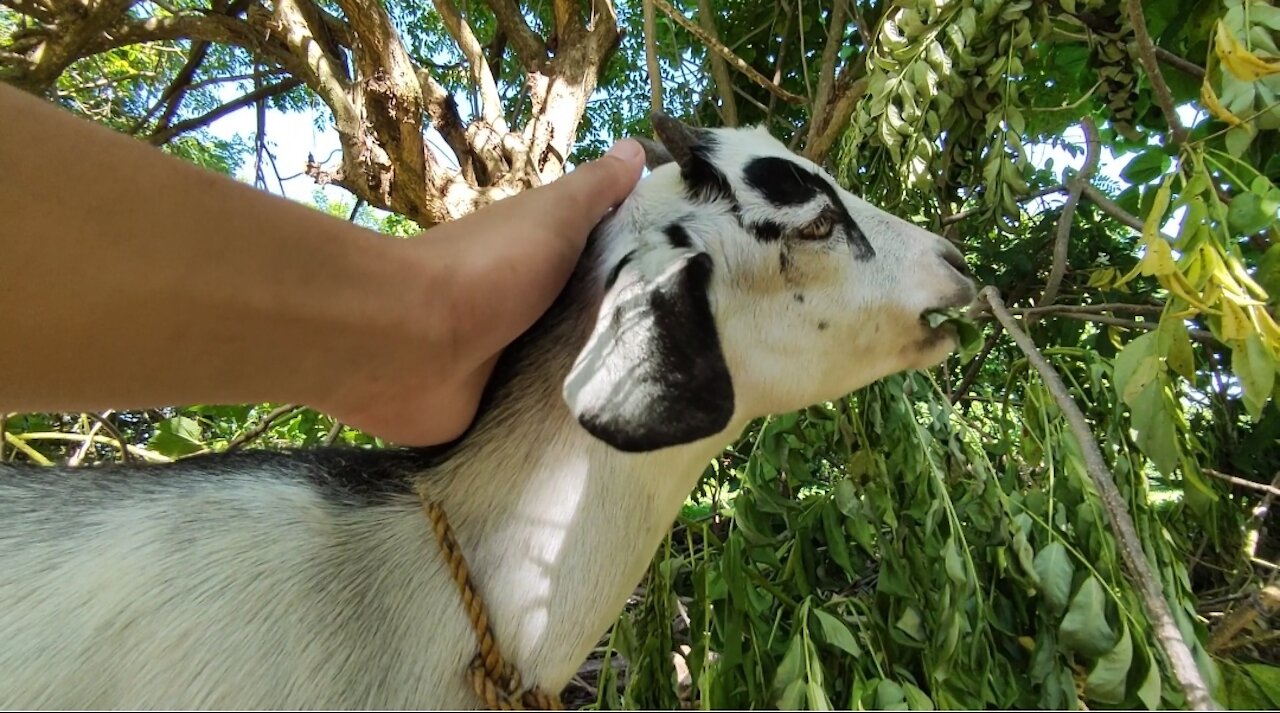 Meet "Pando" my cute lovely goat