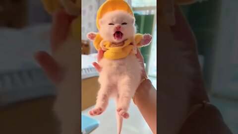 Cute baby cat crying#shorts #youtubeshorts #cat