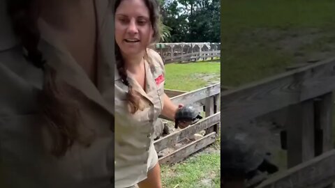 Women feeding giant turtle 🐢 | #Shorts #Animals #Turtle