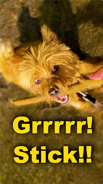 Grrrr! That’s MY stick!